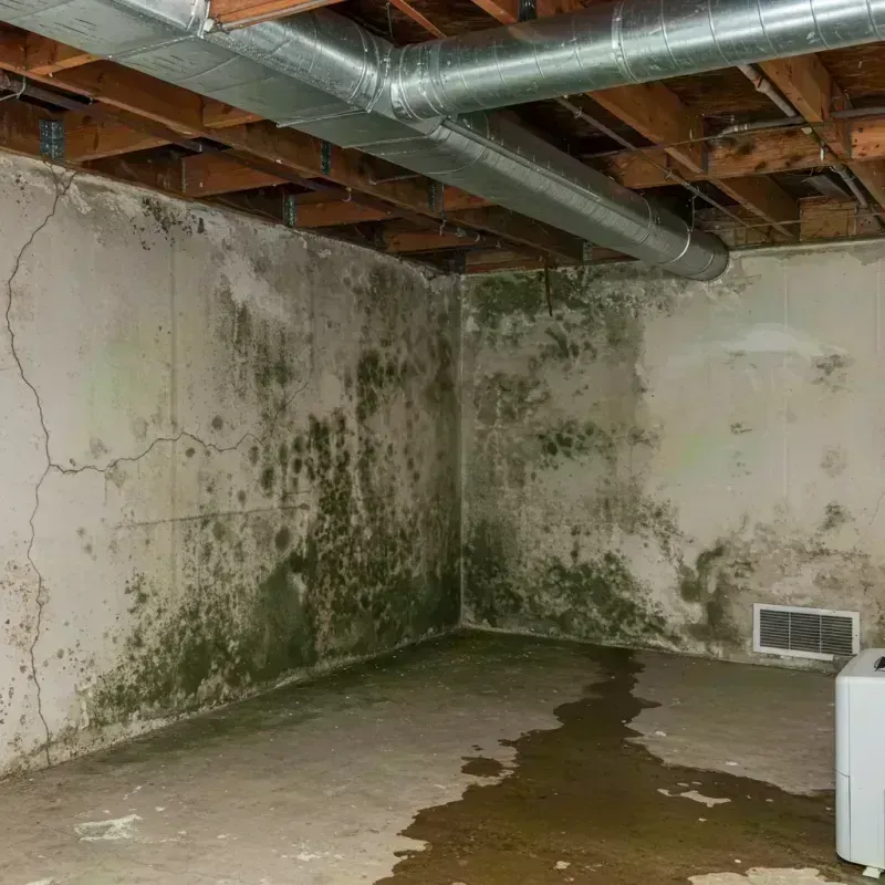 Professional Mold Removal in Normal, IL